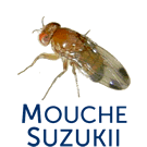 Mouche asiatique drosophila suzukii